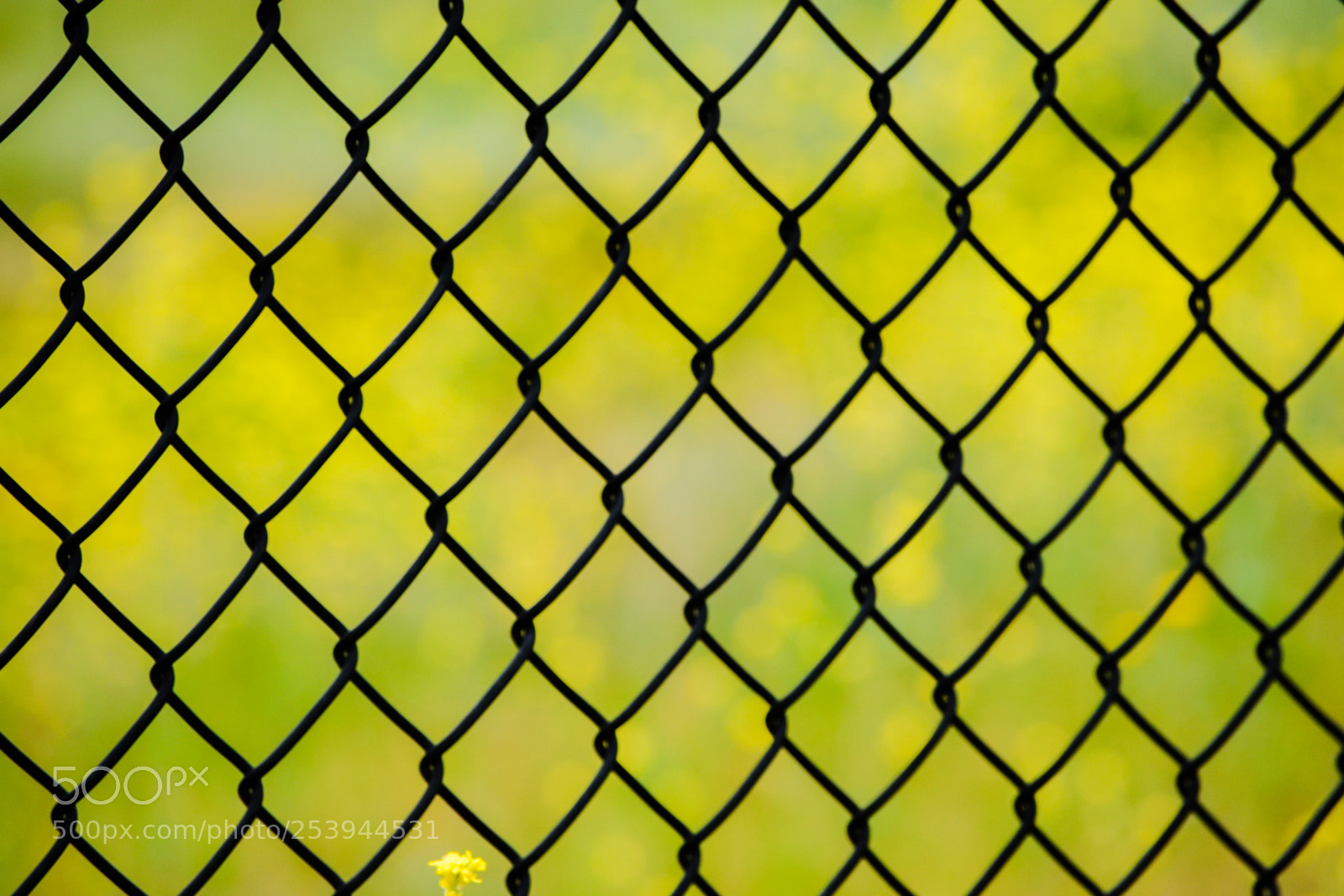 Nikon D3300 sample photo. Chain-link fence photography