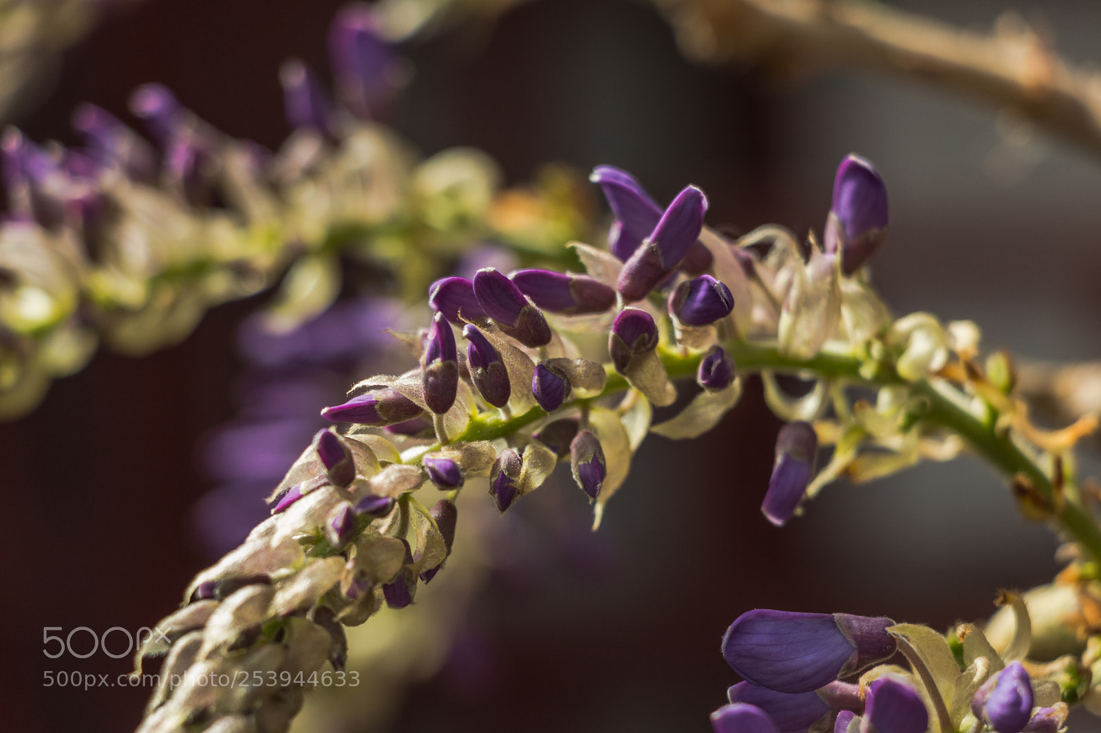 Canon EOS 800D (EOS Rebel T7i / EOS Kiss X9i) sample photo. Wisteria photography