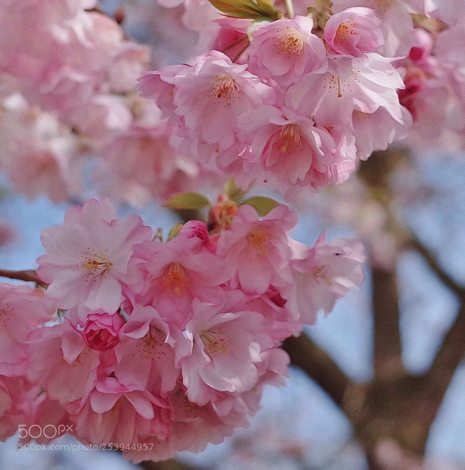 Ricoh GR II sample photo. Spring  photography