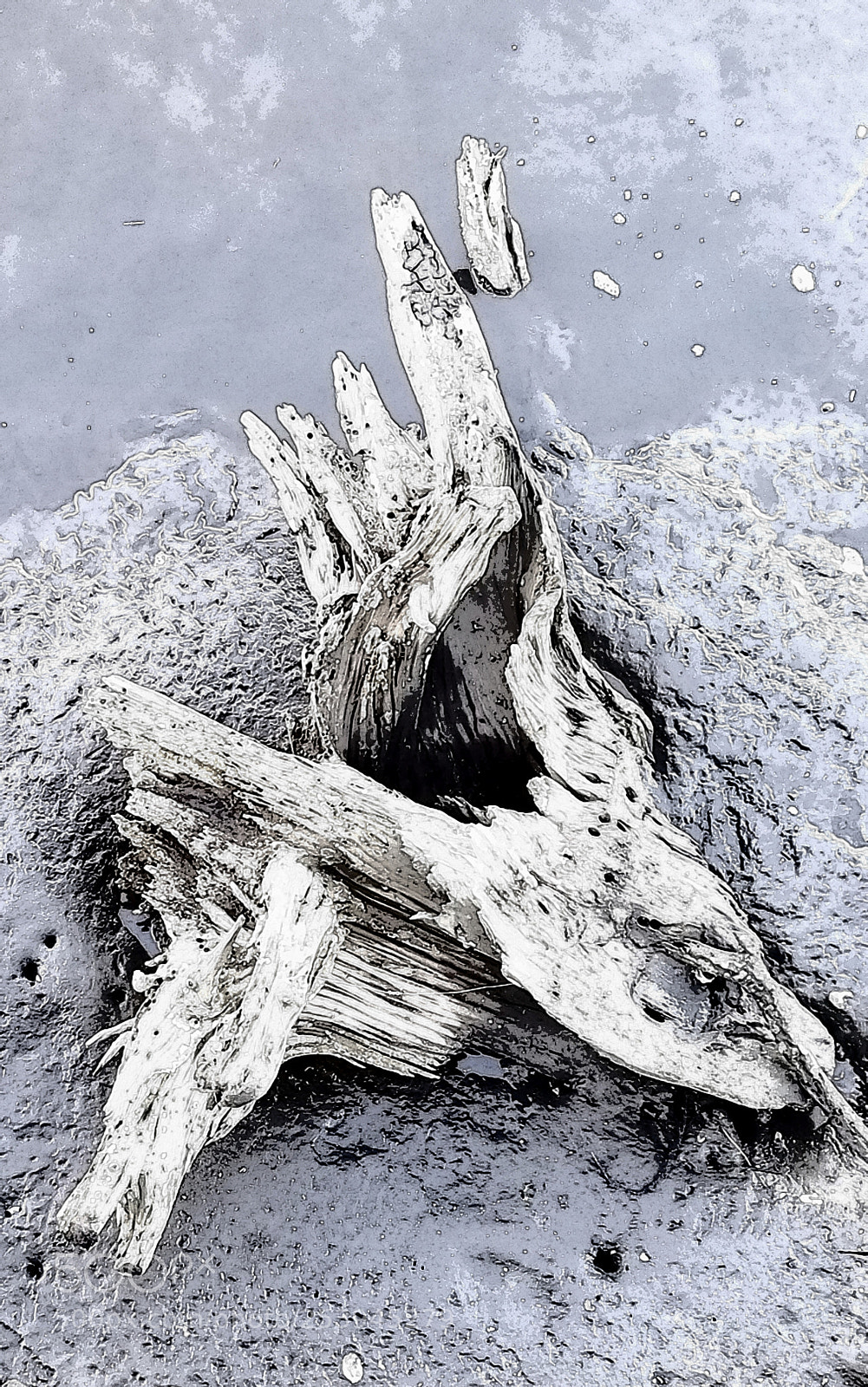 Samsung Galaxy S8+ sample photo. Driftwood on the icw photography