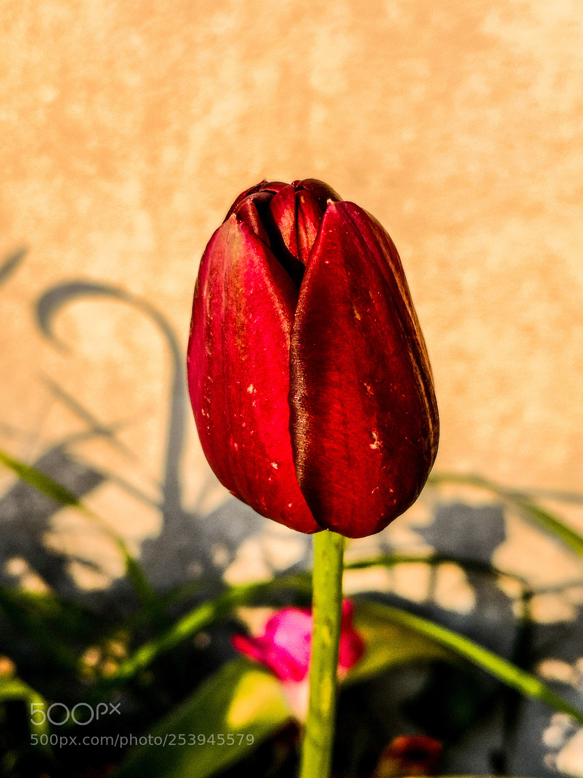 HUAWEI Mate 10 Pro sample photo. Tulip photography
