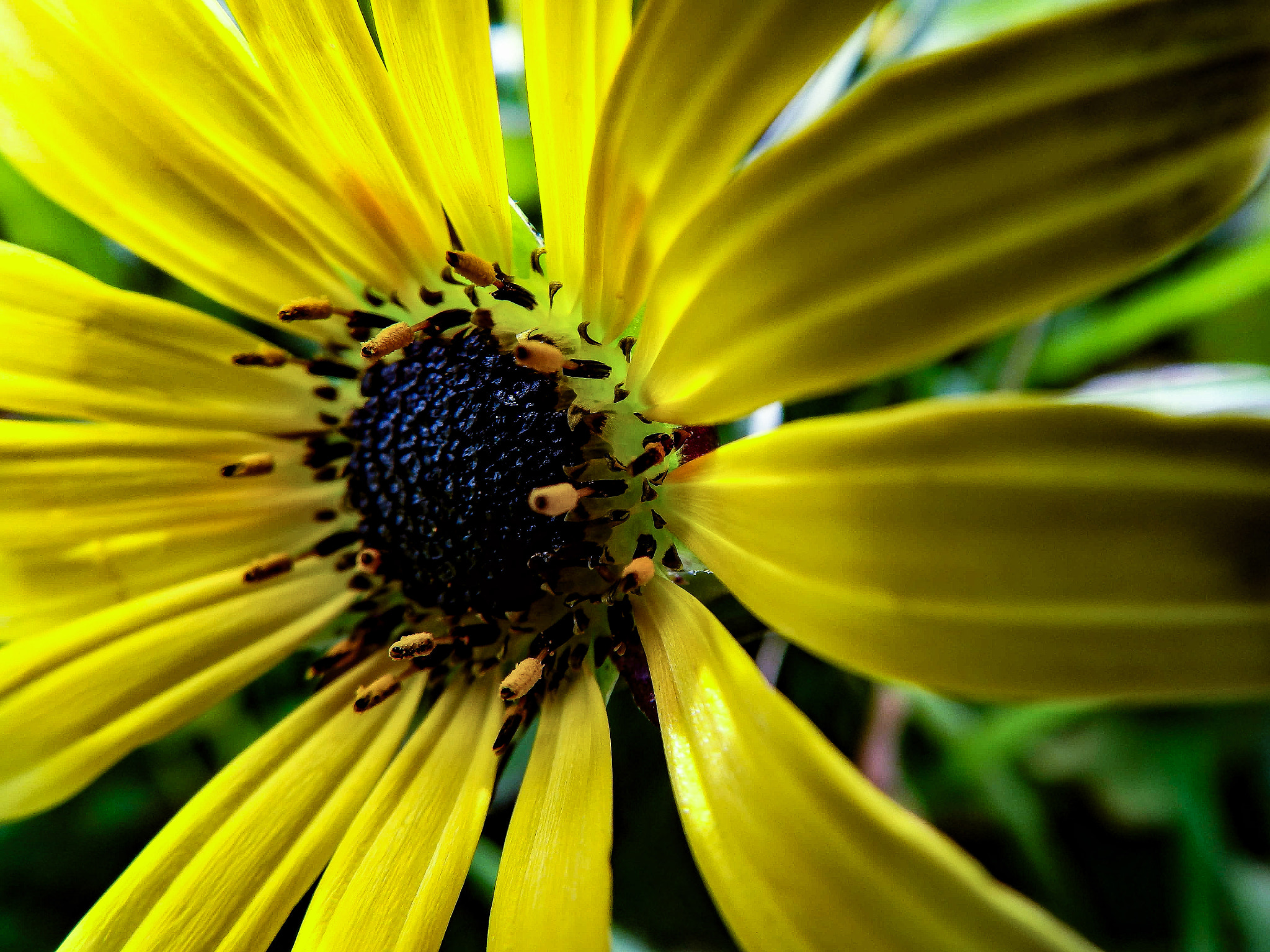 Olympus SP-100EE sample photo. Amarilla como el sol!! photography