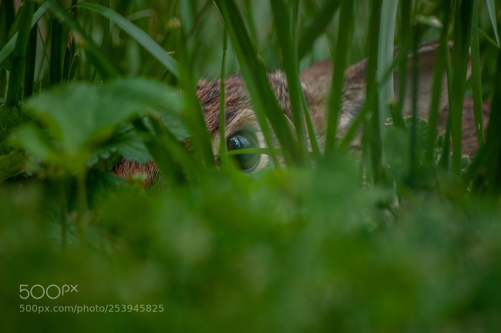 Nikon D90 sample photo. Hidden bunny  photography