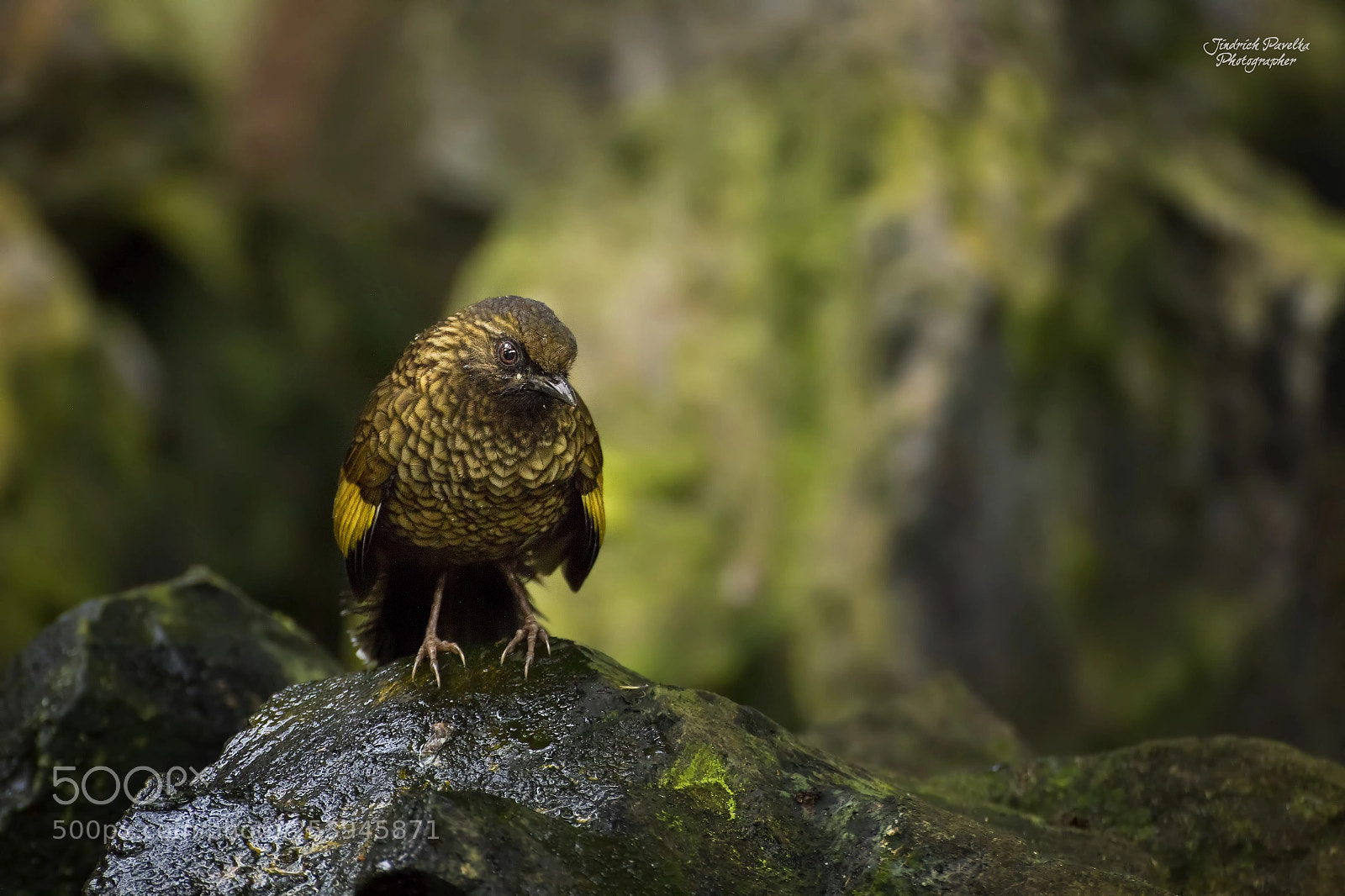 Canon EOS 100D (EOS Rebel SL1 / EOS Kiss X7) sample photo. Scaly laughingthrush / trochalopteron subunicolor photography