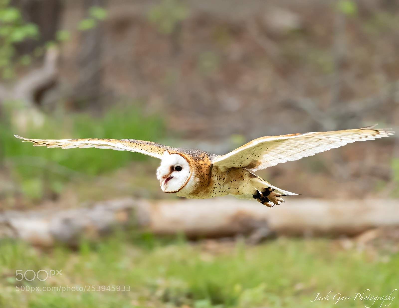 Canon EOS-1D X Mark II sample photo. Barn owl flight photography