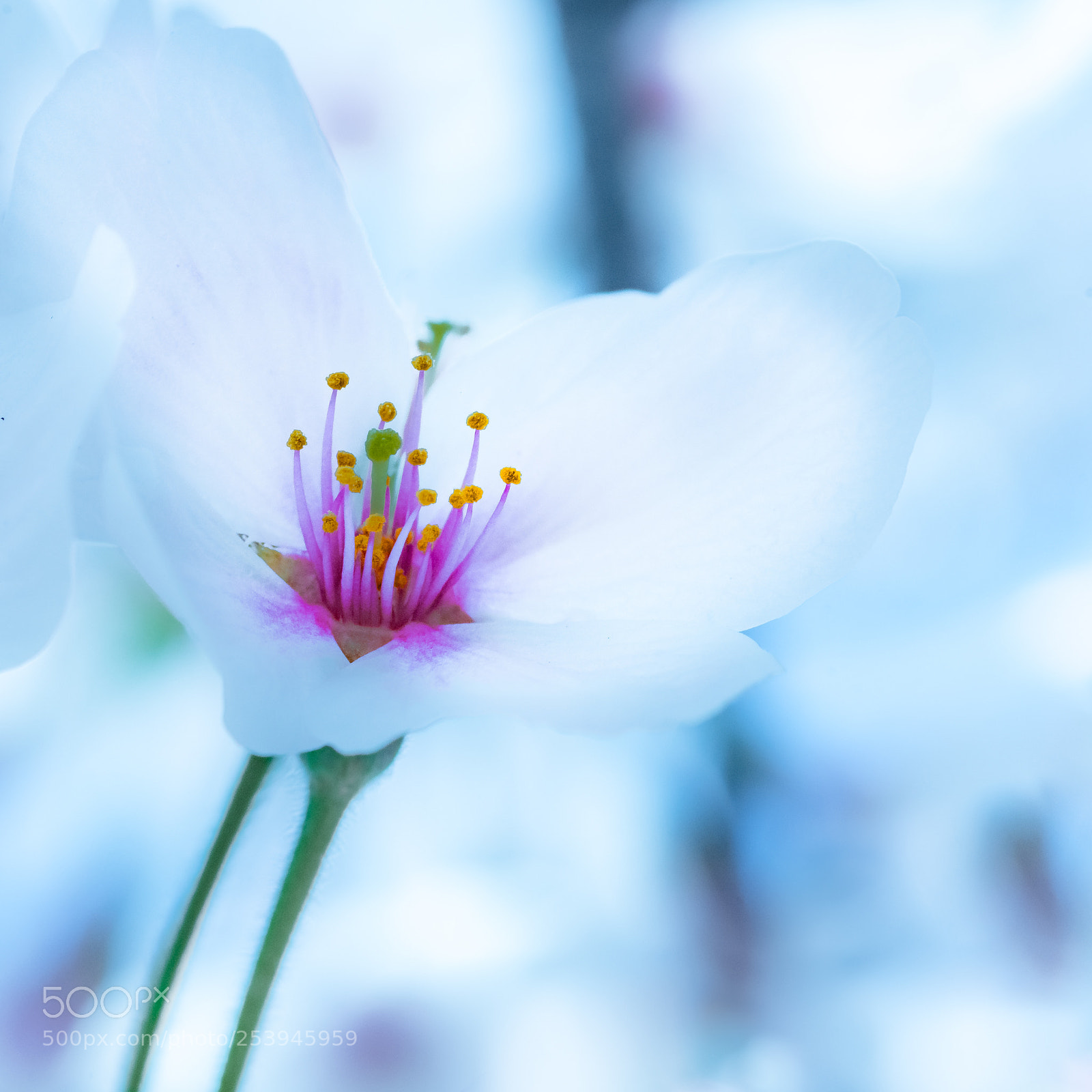 Pentax K-1 sample photo. Sakura viii photography