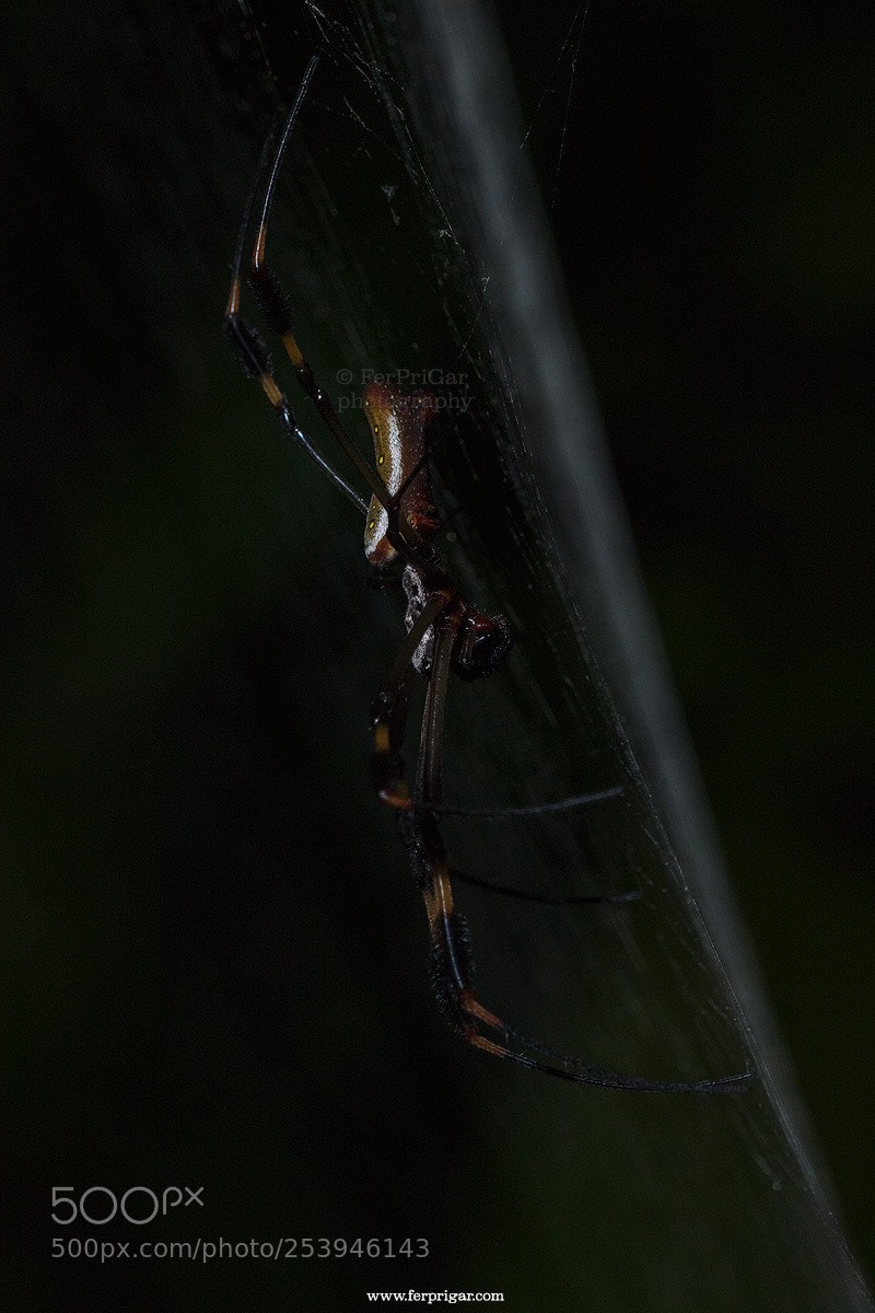 Canon EOS 7D Mark II sample photo. Spider photography