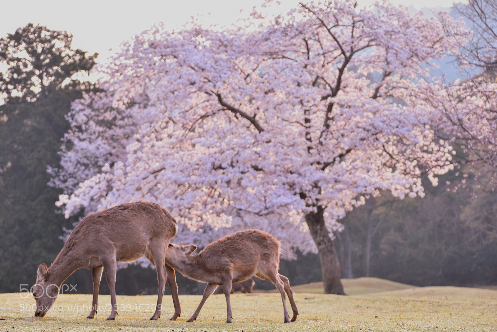 Nikon D7200 sample photo. In spring morning deer photography