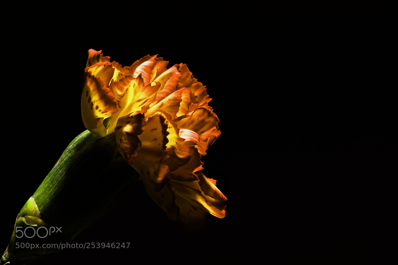 Nikon D5500 sample photo. Orange flower photography