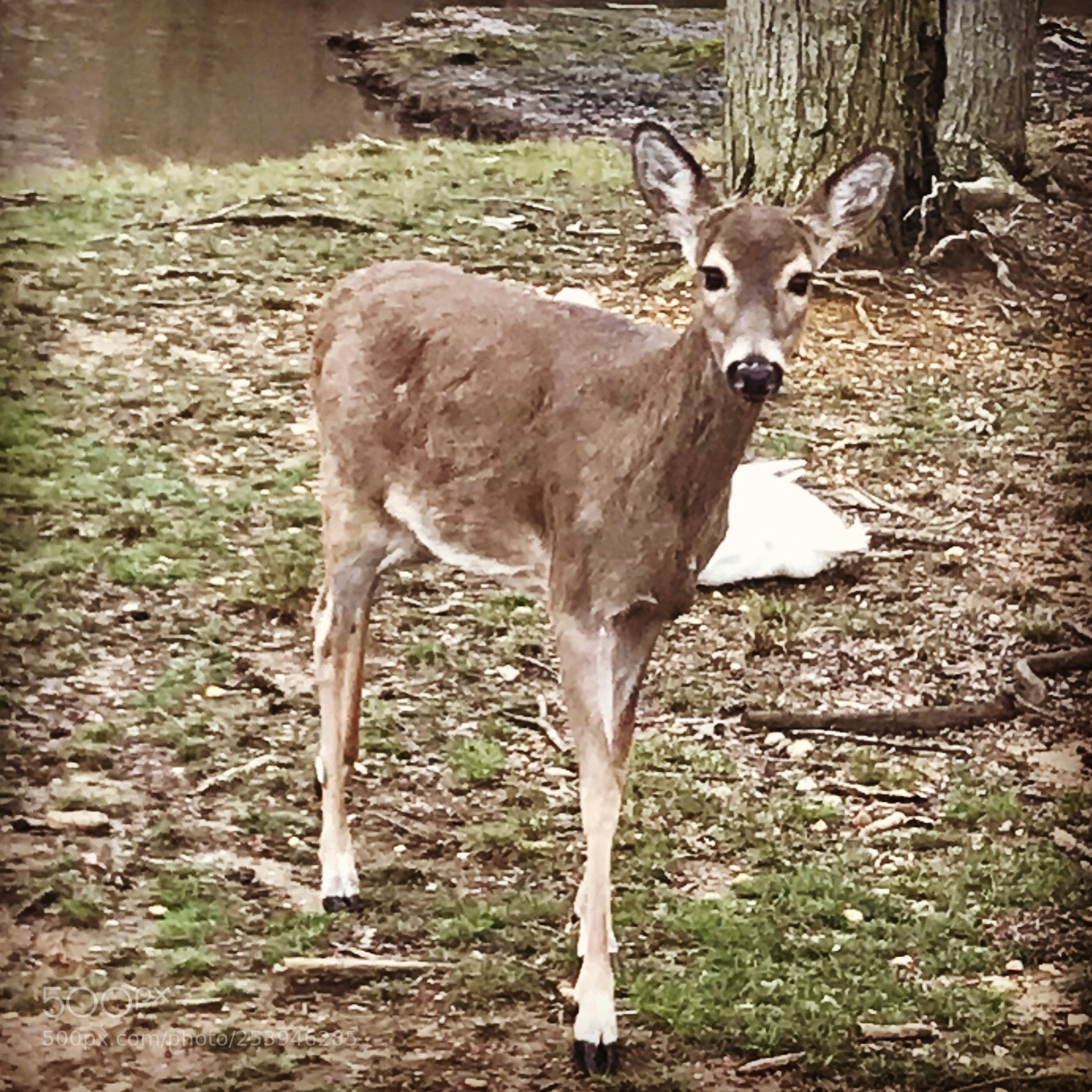 Apple iPhone 7 sample photo. Deer life   photography