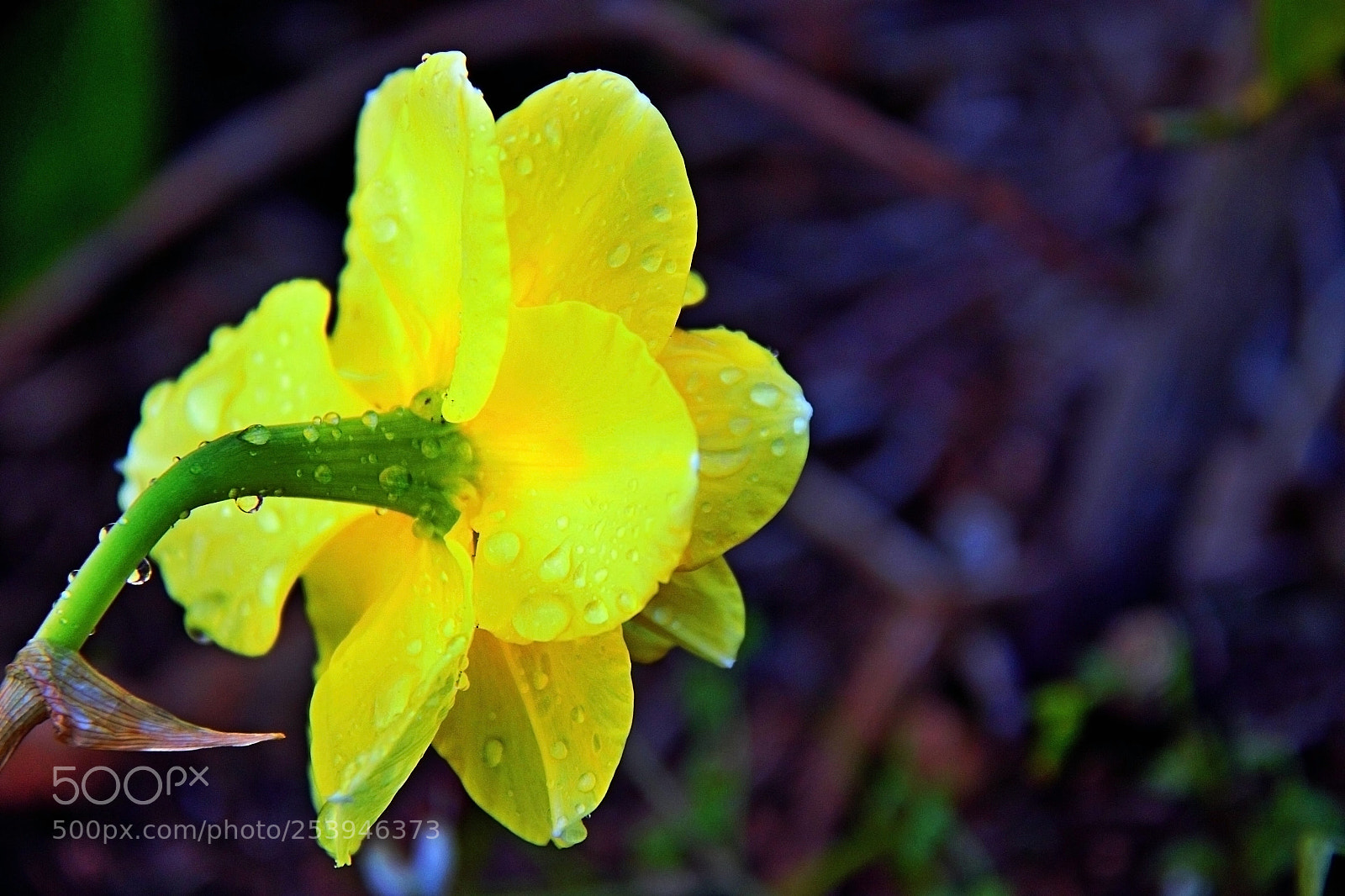 Canon EOS 600D (Rebel EOS T3i / EOS Kiss X5) sample photo. Narciso https flic.kr p photography