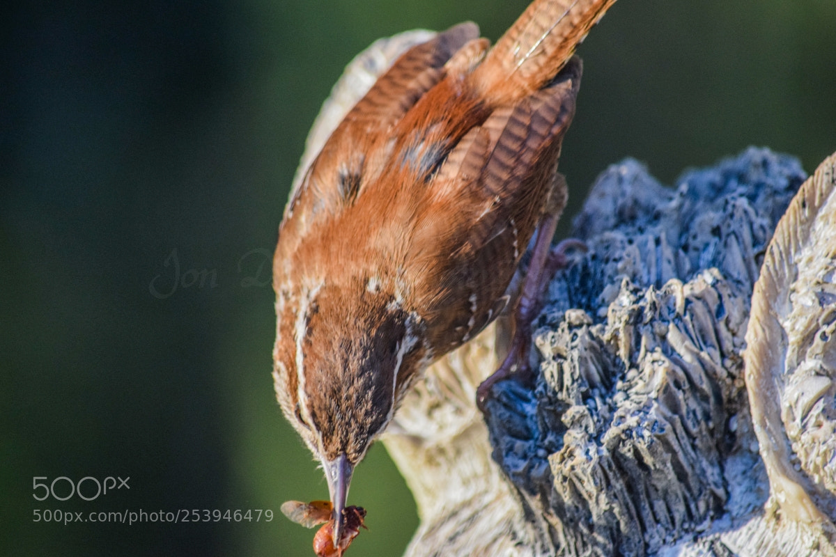 Nikon D5300 sample photo. Carolina wren photography