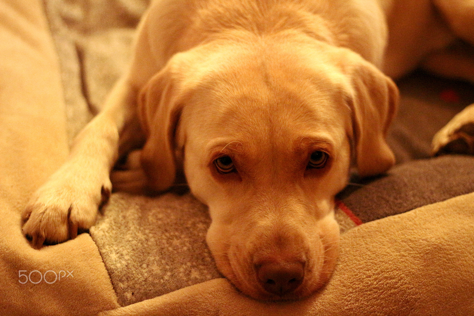 Canon EOS 100D (EOS Rebel SL1 / EOS Kiss X7) + Canon EF 50mm F1.8 STM sample photo. Who can say "no" to these eyes photography