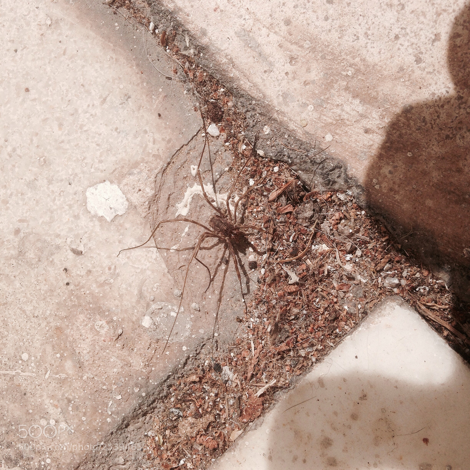 Apple iPhone 5 sample photo. Spider photography