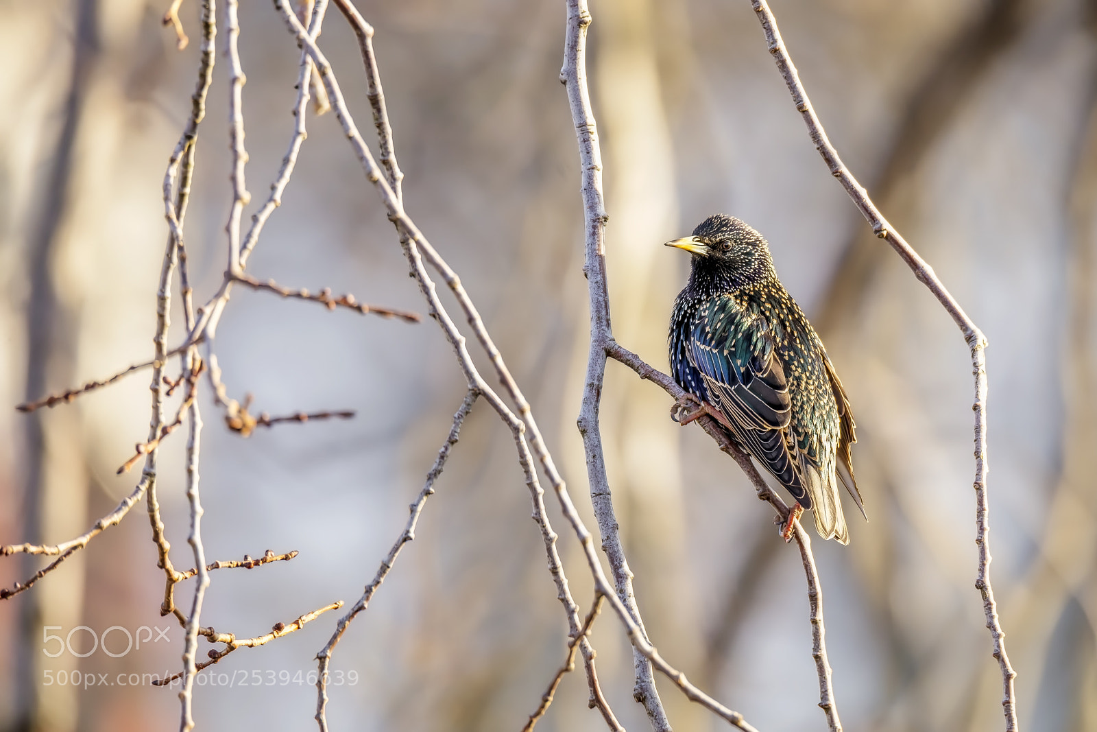 Canon EOS 5DS R sample photo. My tenant. photography