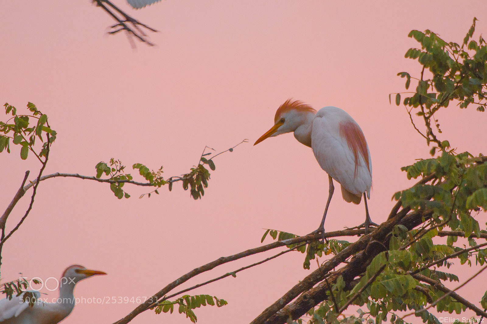Canon EOS 70D sample photo. Bubulcus ibis photography