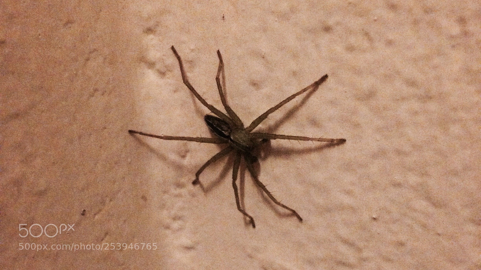 Apple iPhone 5 sample photo. Spider photography