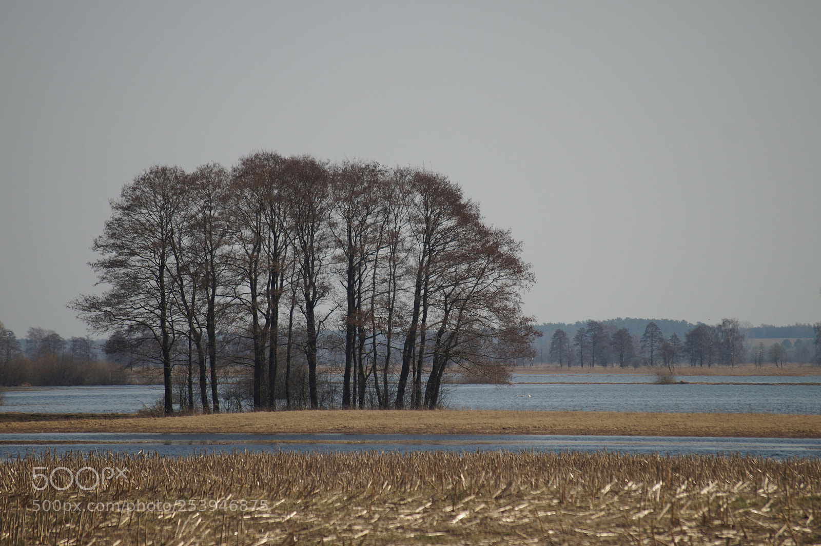 Sony SLT-A58 sample photo. The pooled trees photography