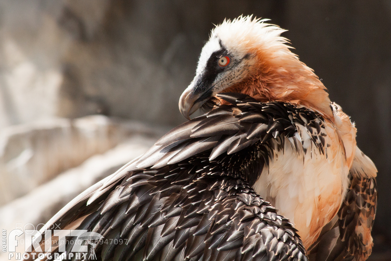 Canon EOS 50D sample photo. Bartgeier im alpenzoo photography