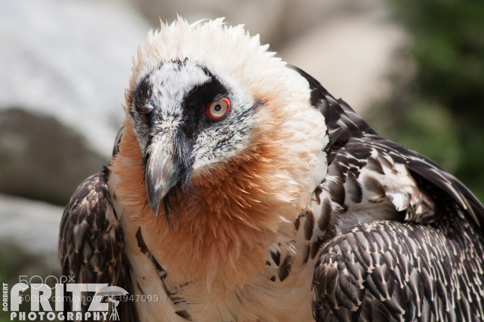 Canon EOS 50D sample photo. Bartgeier im alpenzoo photography