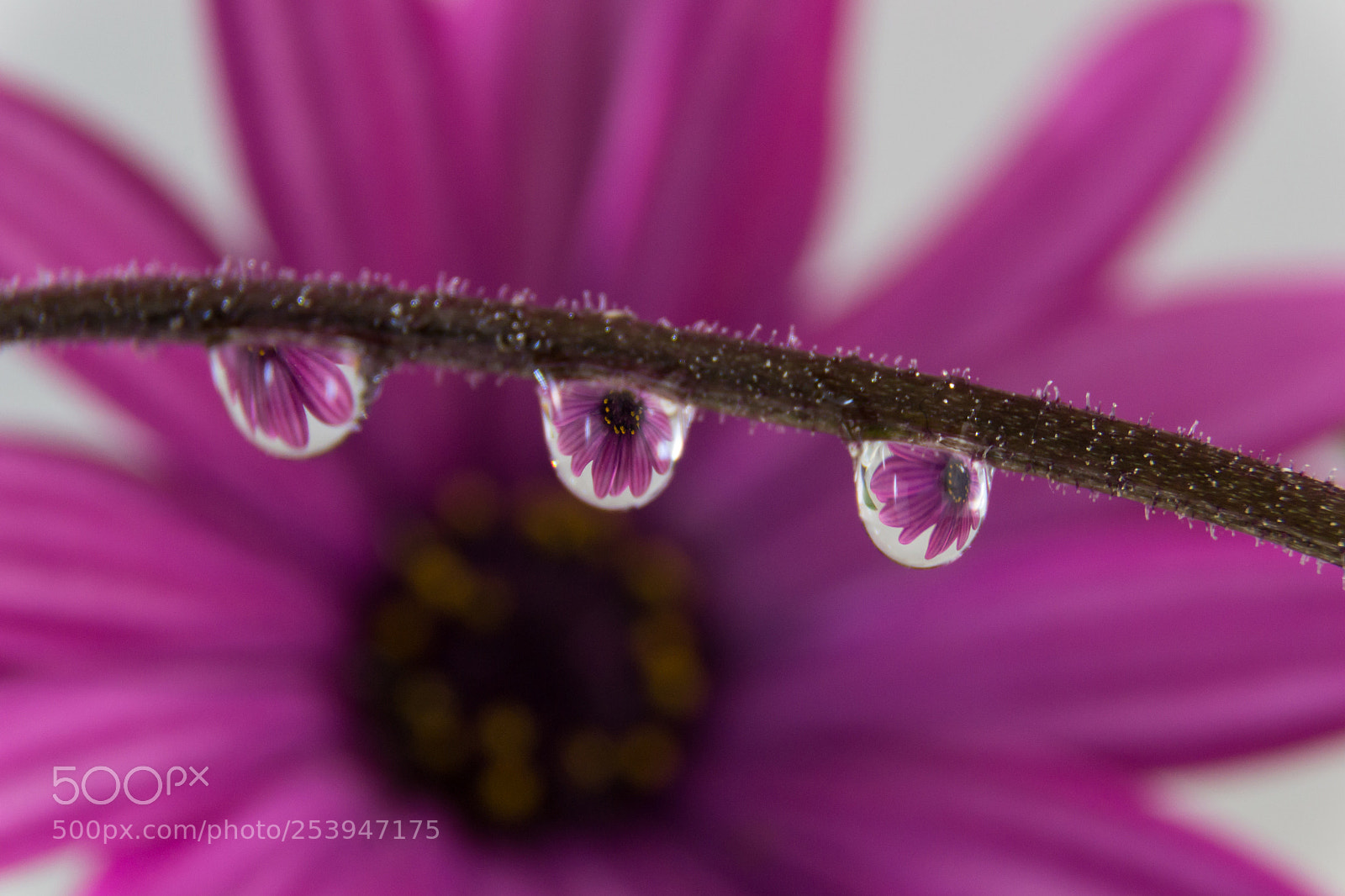 Nikon D3100 sample photo. Drops photography