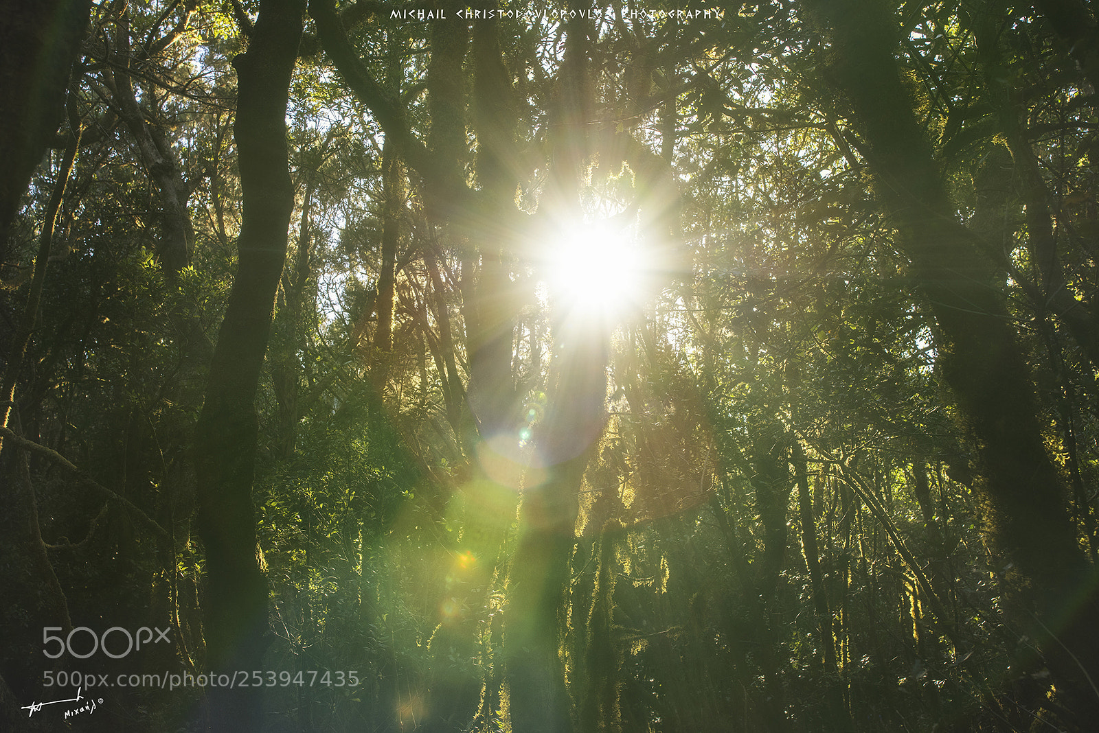 Nikon D810 sample photo. Garajonay national park la photography