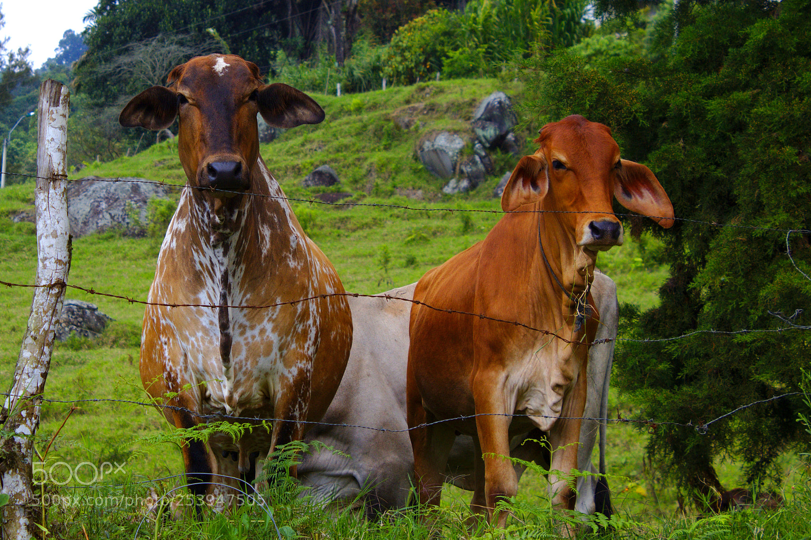 Canon EOS 1200D (EOS Rebel T5 / EOS Kiss X70 / EOS Hi) sample photo. Cows photography