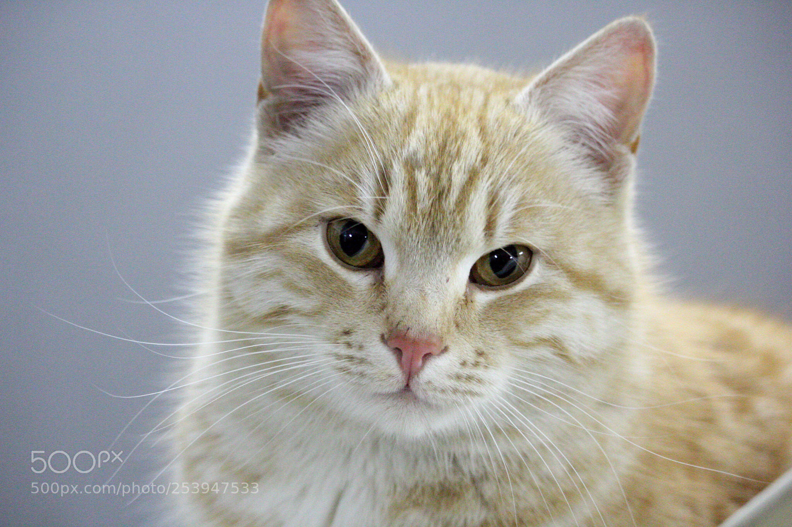 Canon EOS 60D sample photo. Untitled photography