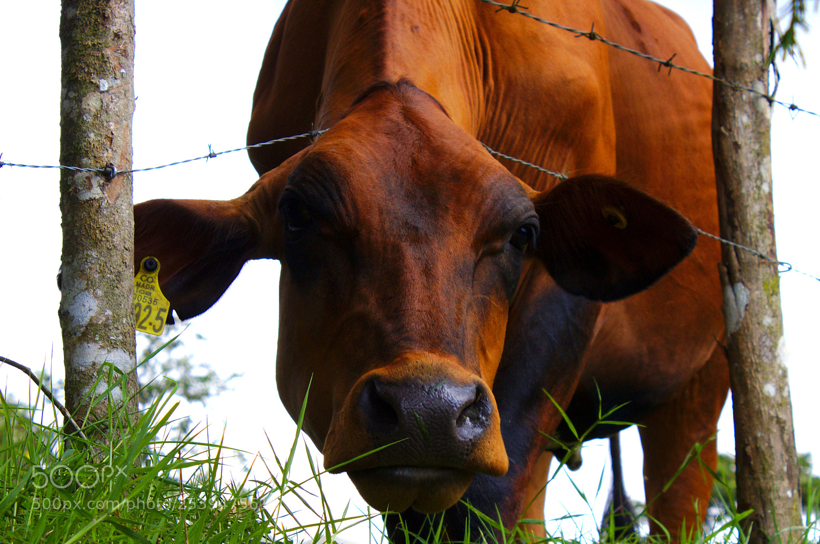 Canon EOS 1200D (EOS Rebel T5 / EOS Kiss X70 / EOS Hi) sample photo. Cows photography