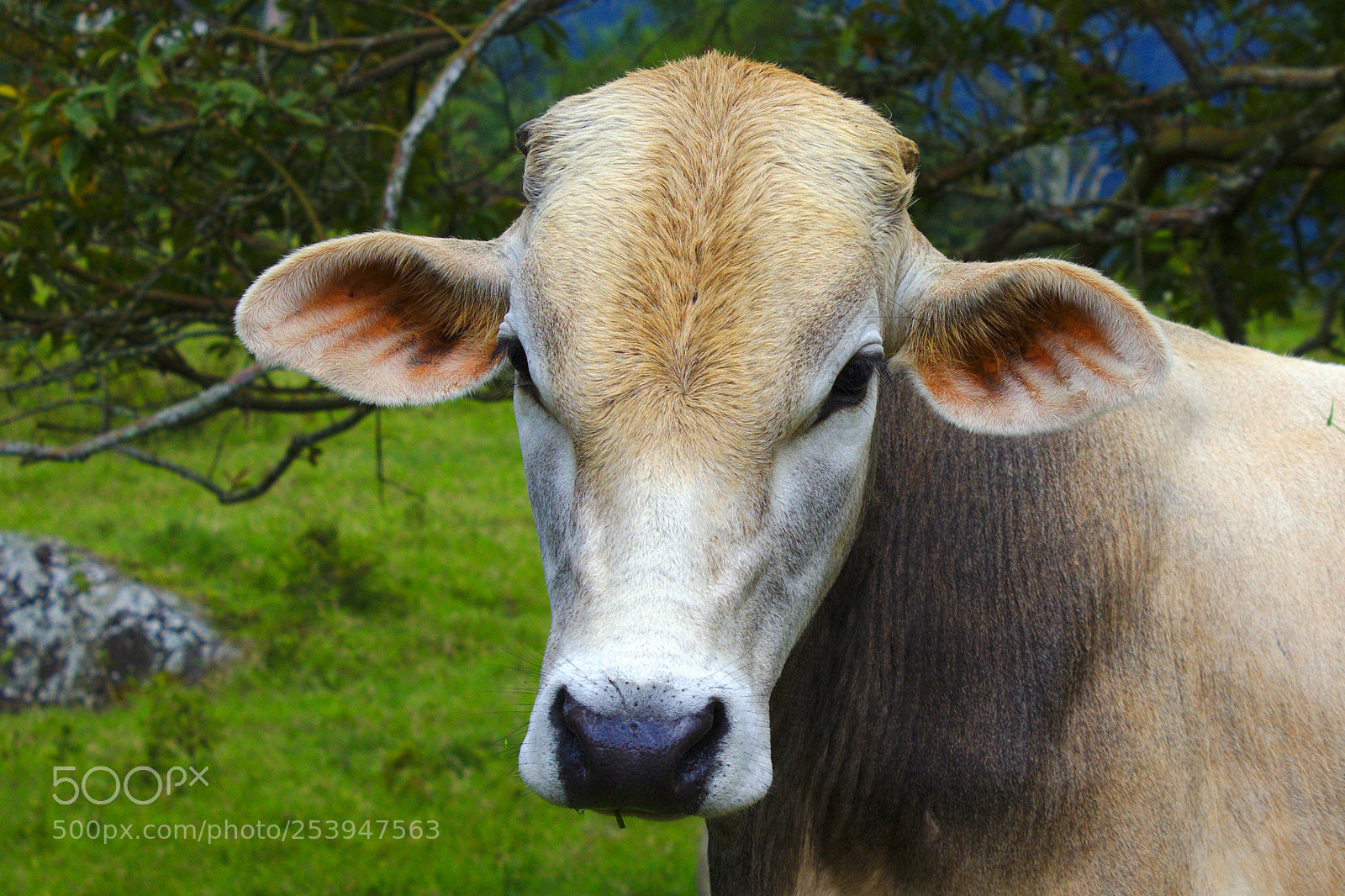 Canon EOS 1200D (EOS Rebel T5 / EOS Kiss X70 / EOS Hi) sample photo. Cows photography