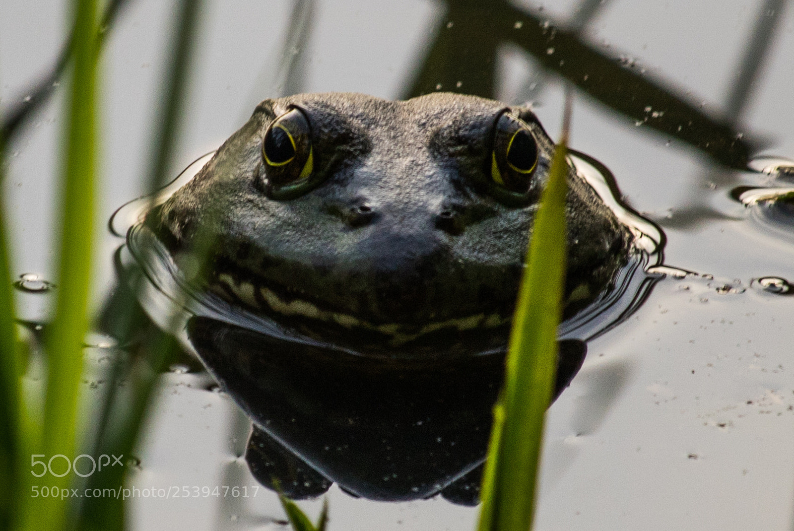 Canon EOS 750D (EOS Rebel T6i / EOS Kiss X8i) sample photo. Good morning bullfrog photography