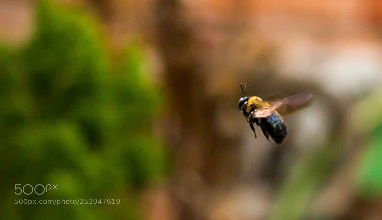 Canon EOS 750D (EOS Rebel T6i / EOS Kiss X8i) sample photo. Hovering bumblebee photography