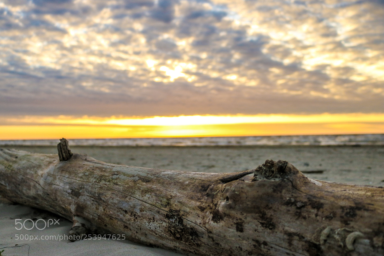 Canon EOS 750D (EOS Rebel T6i / EOS Kiss X8i) sample photo. Driftwood sunrise photography