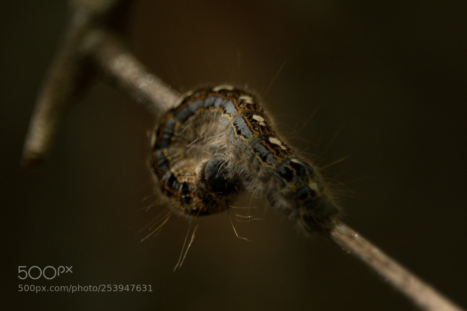 Canon EOS 750D (EOS Rebel T6i / EOS Kiss X8i) sample photo. Curled up caterpillar photography