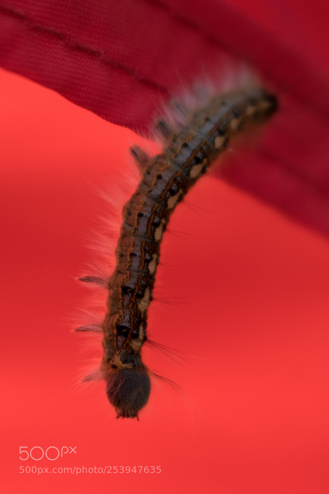 Canon EOS 750D (EOS Rebel T6i / EOS Kiss X8i) sample photo. Hanging caterpillar photography