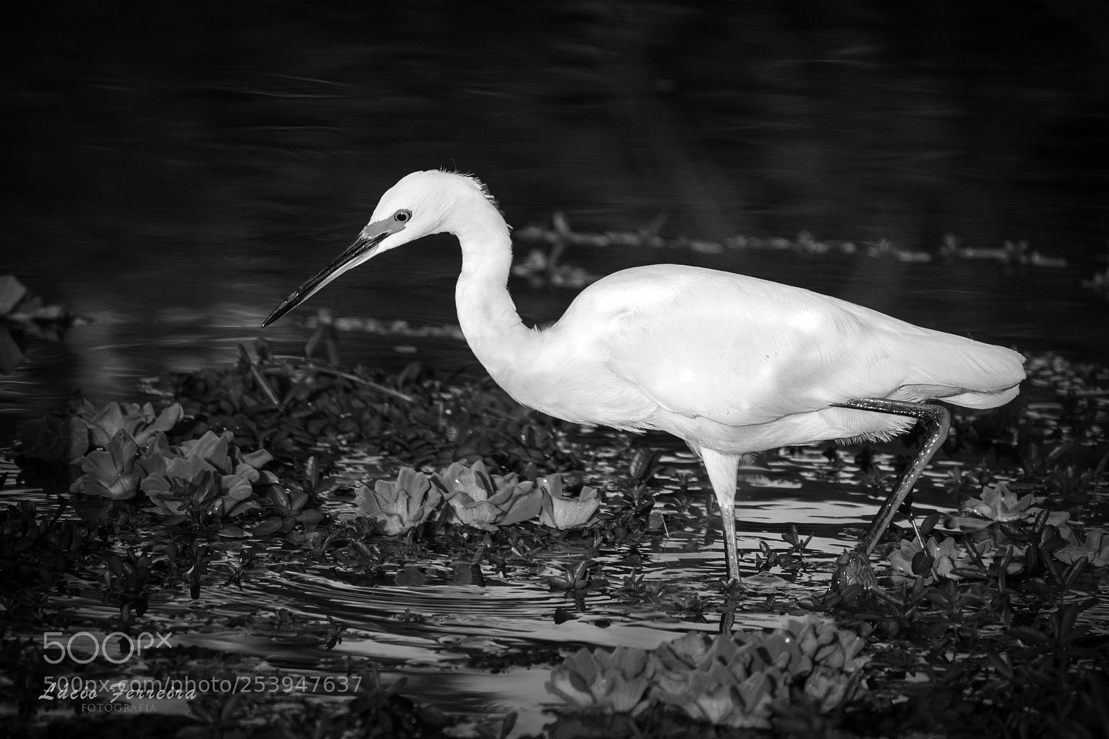 Canon EOS 700D (EOS Rebel T5i / EOS Kiss X7i) sample photo. Egretta garzetta photography