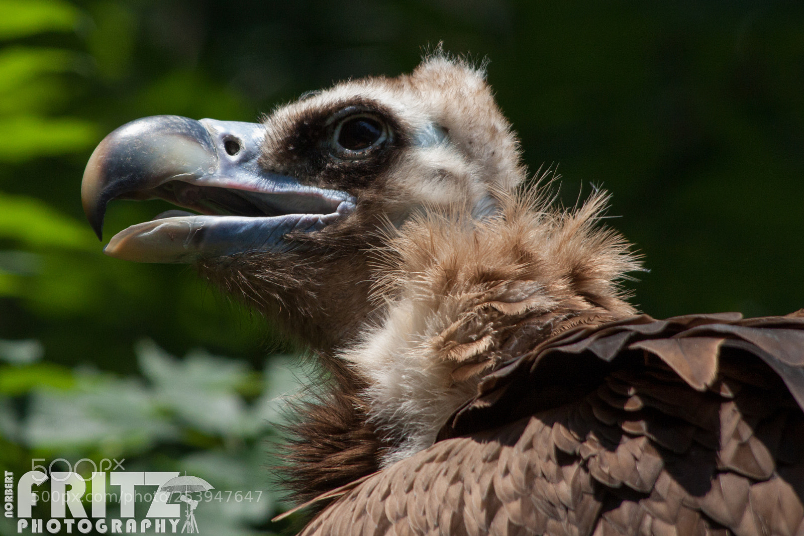Canon EOS 50D sample photo. Mönchsgeier im alpenzoo photography