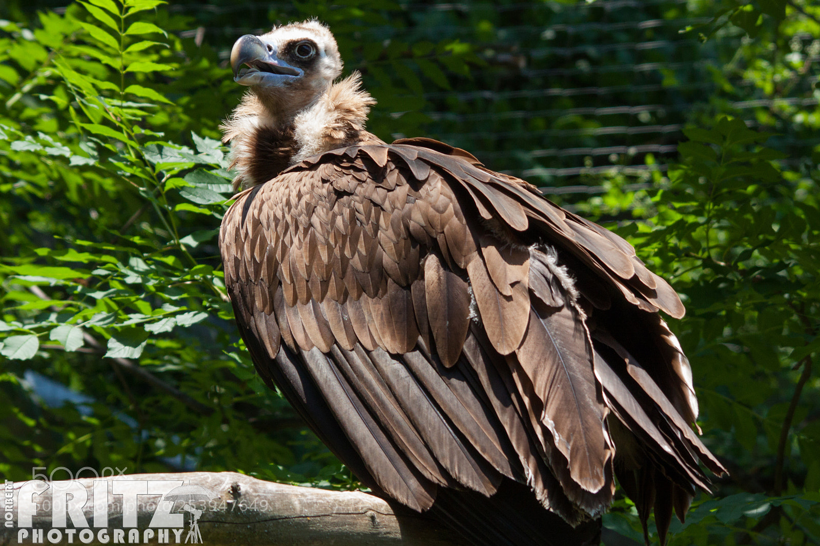 Canon EOS 50D sample photo. Mönchsgeier im alpenzoo photography