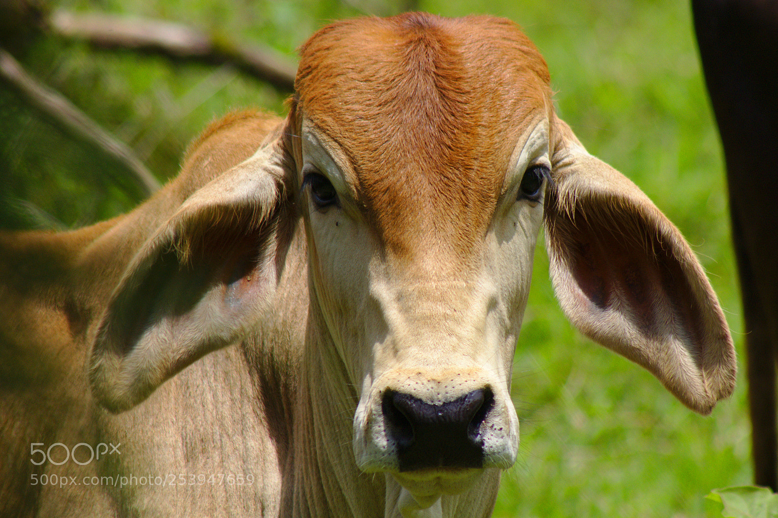 Canon EOS 1200D (EOS Rebel T5 / EOS Kiss X70 / EOS Hi) sample photo. Cows photography