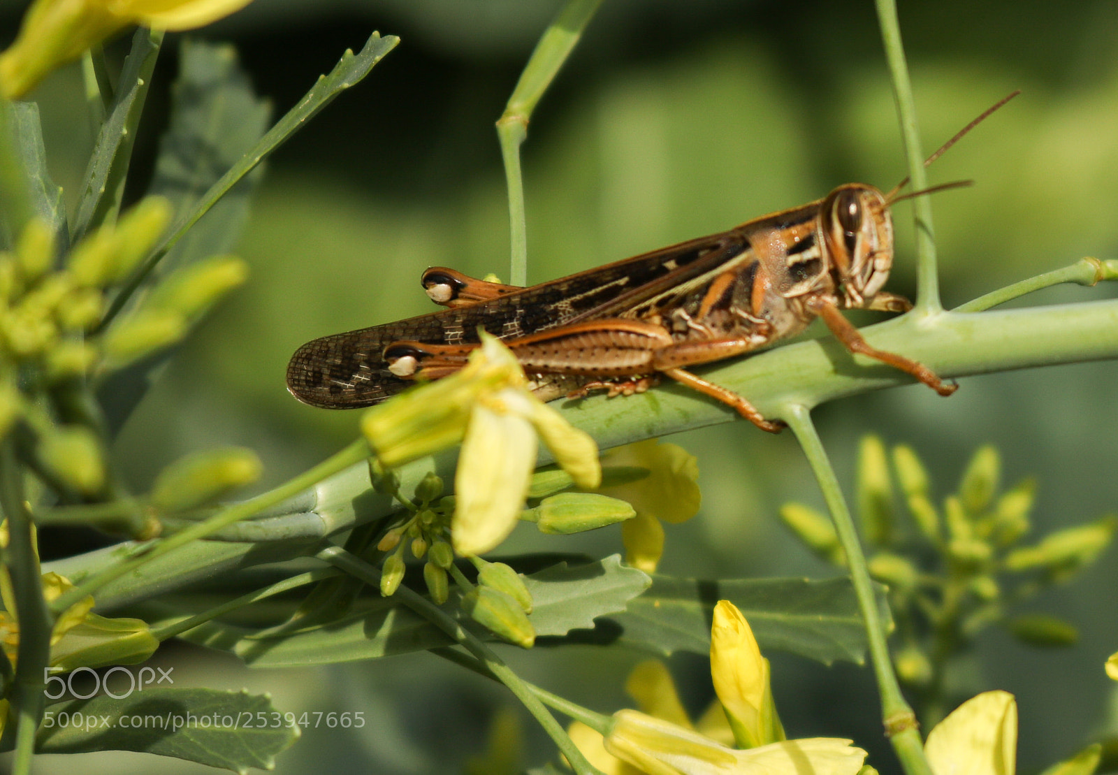 Canon EOS 750D (EOS Rebel T6i / EOS Kiss X8i) sample photo. Basking grasshopper photography