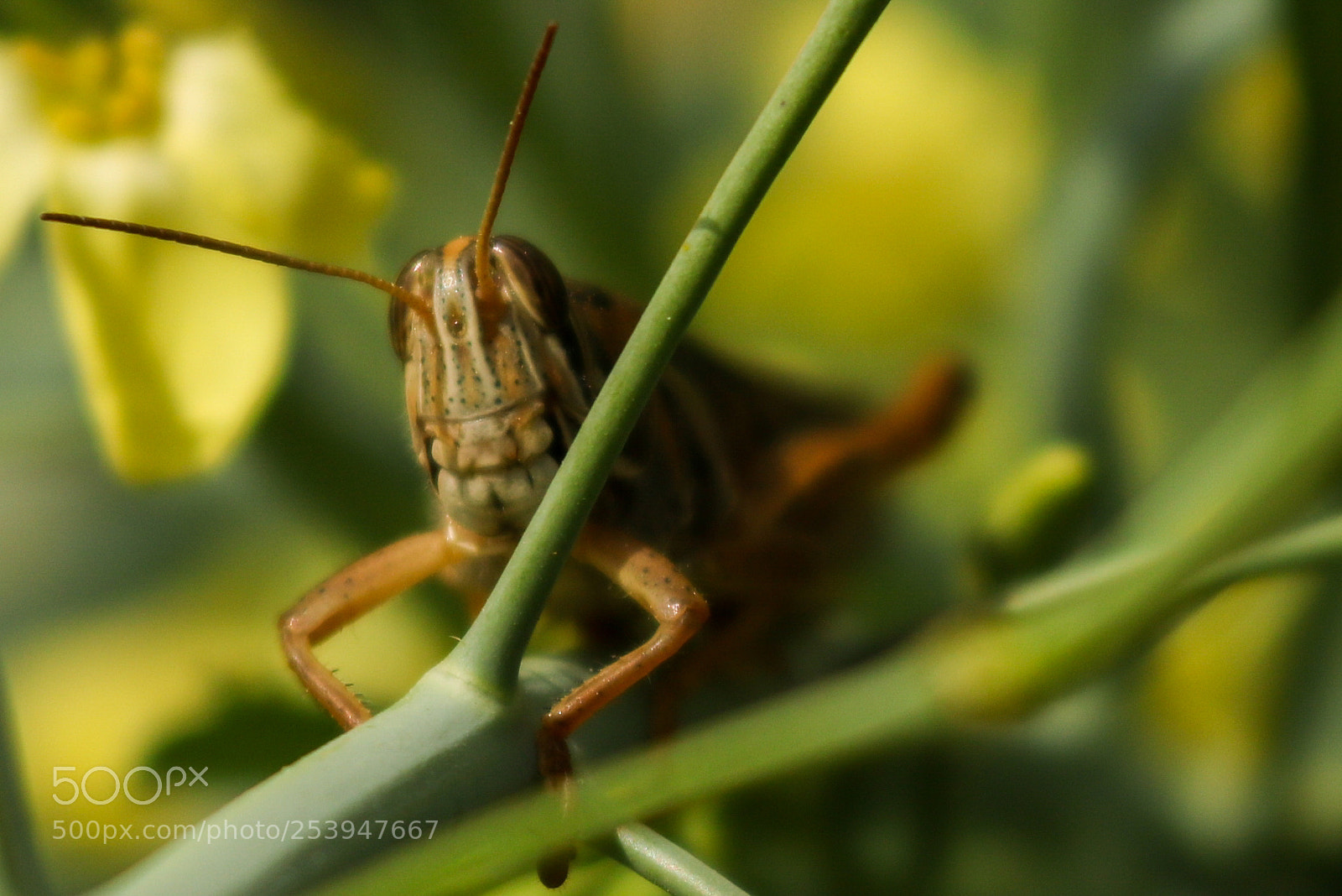 Canon EOS 750D (EOS Rebel T6i / EOS Kiss X8i) sample photo. Smiling grasshopper photography