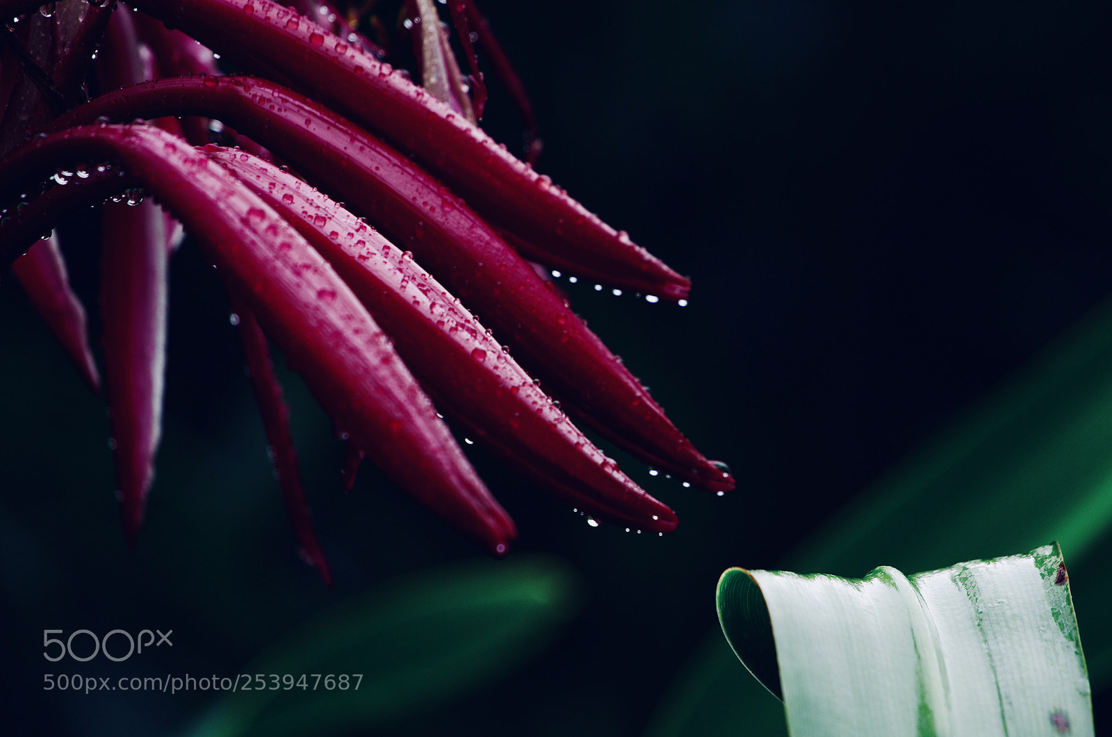 Pentax K-5 sample photo. Rainy day photography