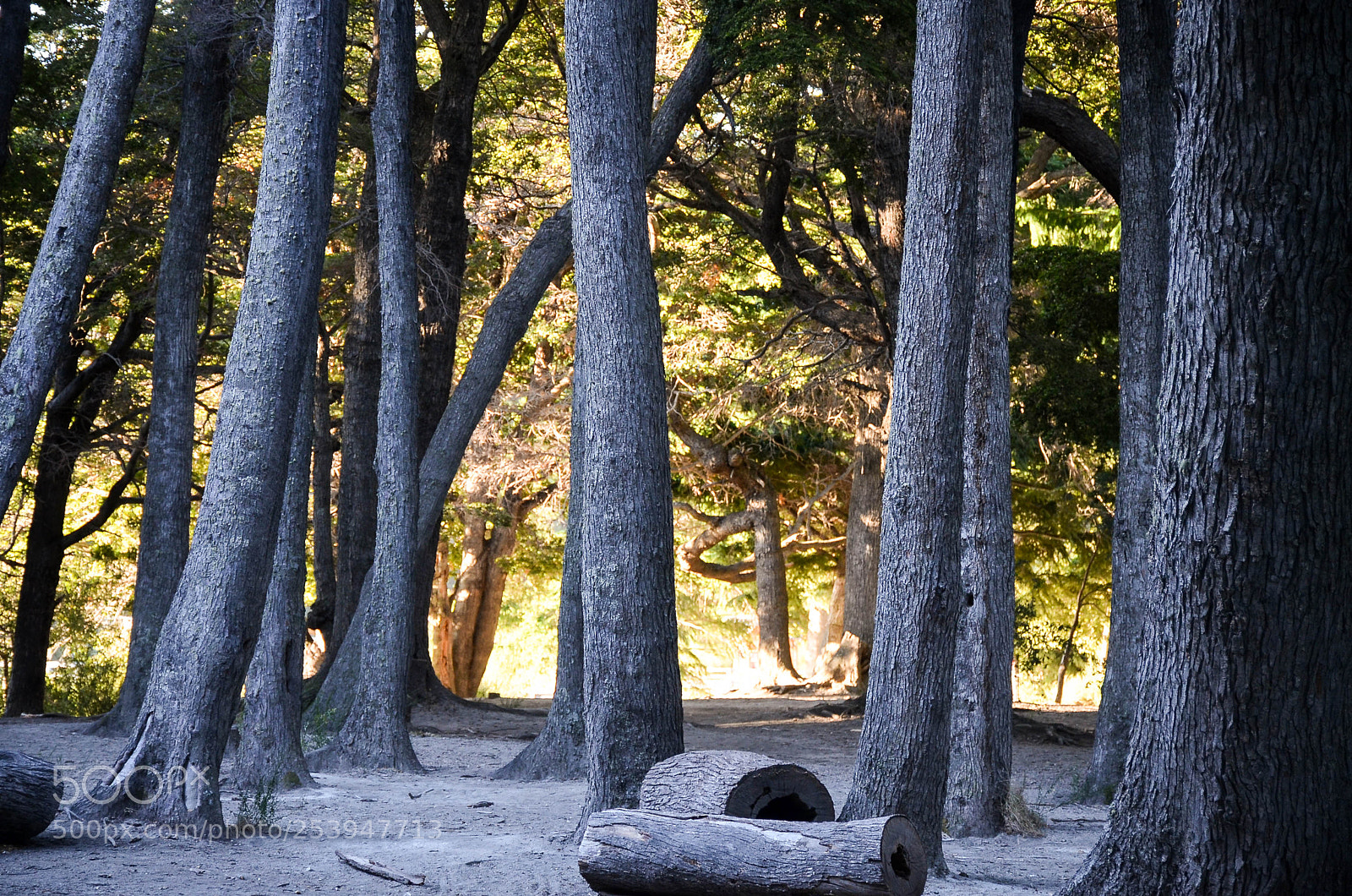 Nikon D5100 sample photo. Sunset in the forest photography