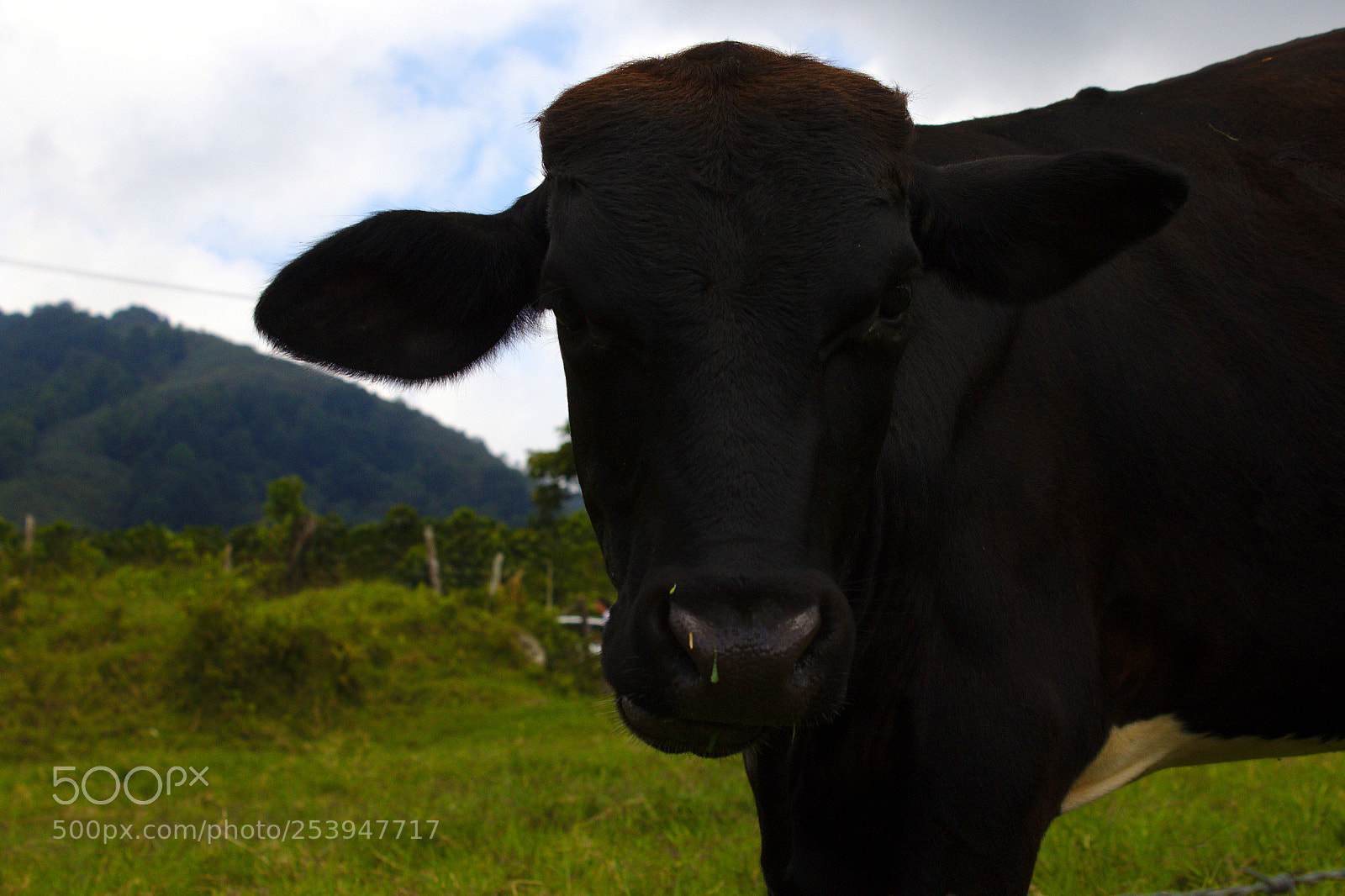 Canon EOS 1200D (EOS Rebel T5 / EOS Kiss X70 / EOS Hi) sample photo. Cows photography
