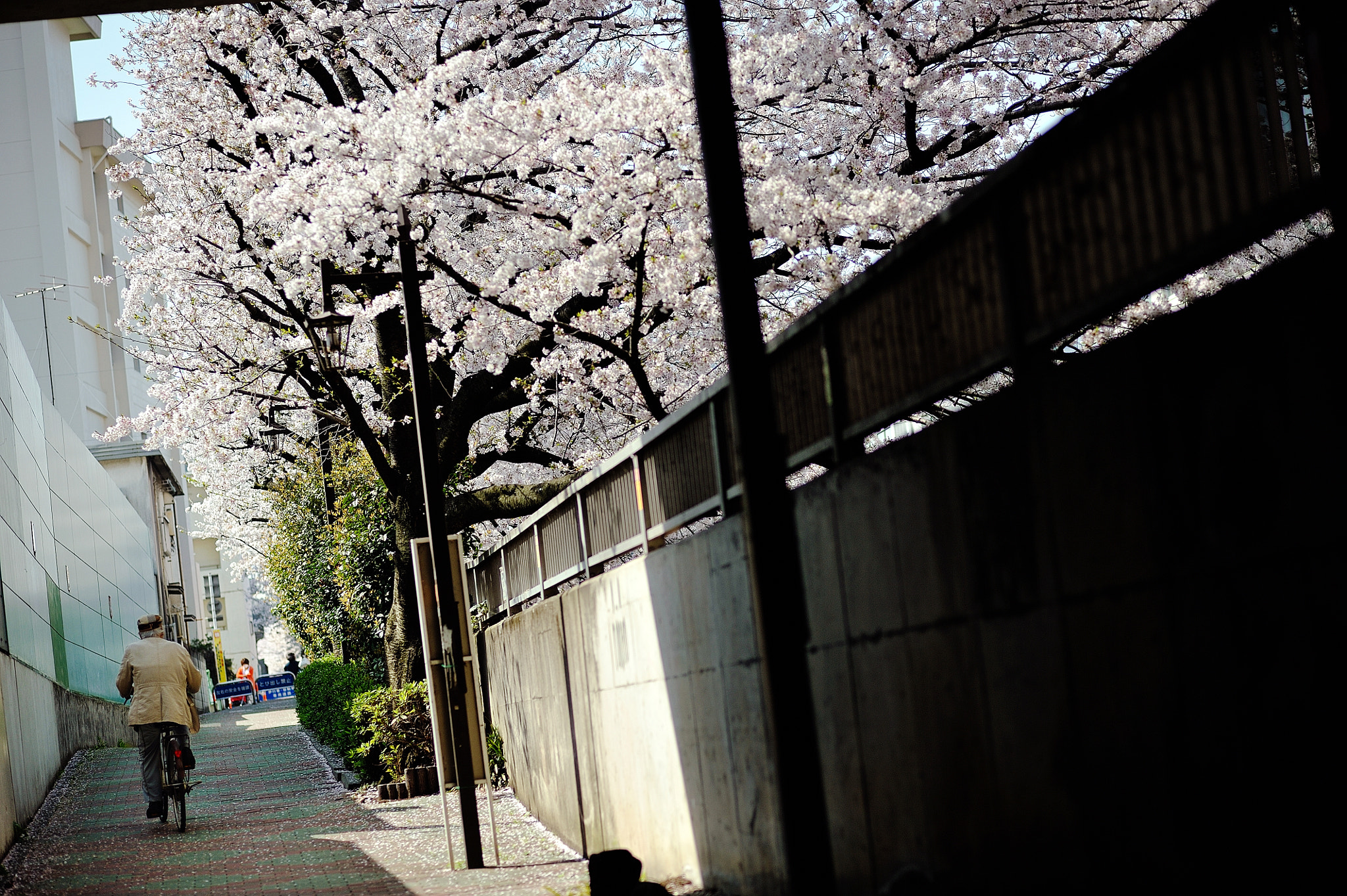 Nikon D700 + Nikon AF Nikkor 85mm F1.8D sample photo. Spring for tokyoites photography