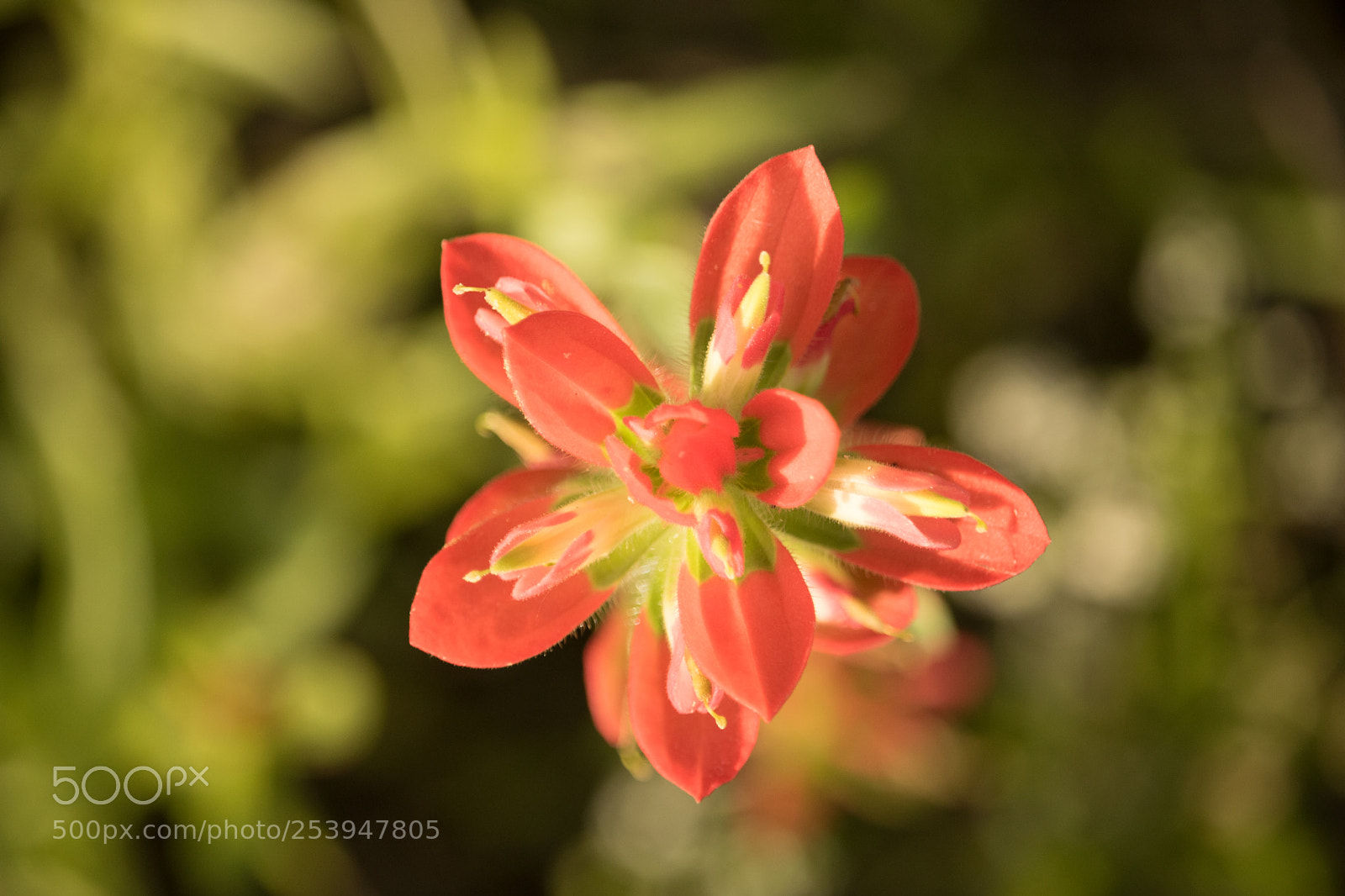 Canon EOS 750D (EOS Rebel T6i / EOS Kiss X8i) sample photo. Indian paintbrush photography