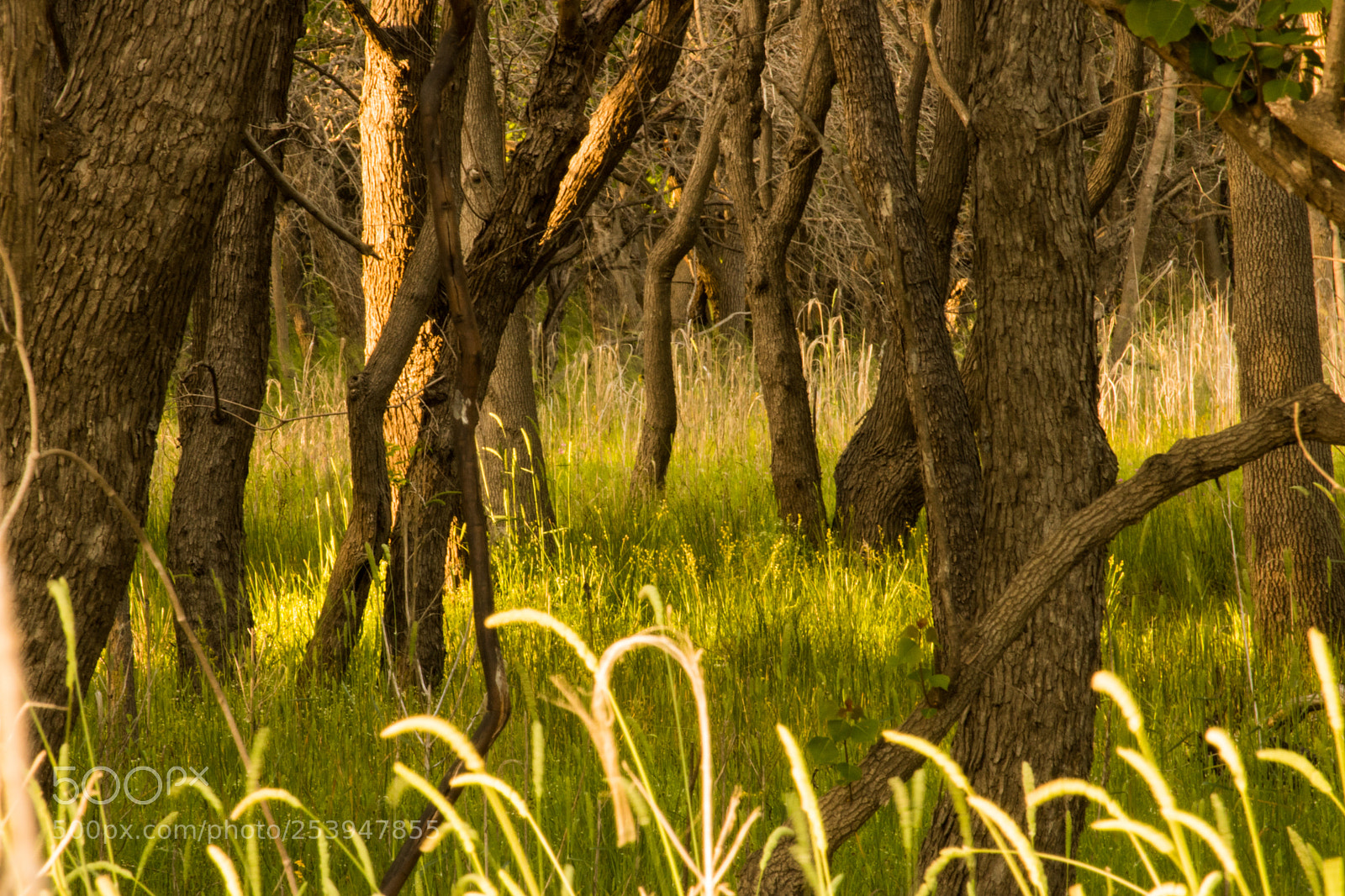 Canon EOS 750D (EOS Rebel T6i / EOS Kiss X8i) sample photo. Evening meadow photography