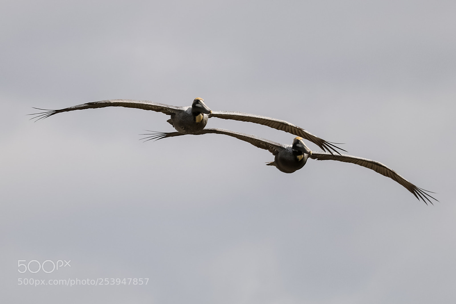 Canon EOS 750D (EOS Rebel T6i / EOS Kiss X8i) sample photo. Soaring pair photography