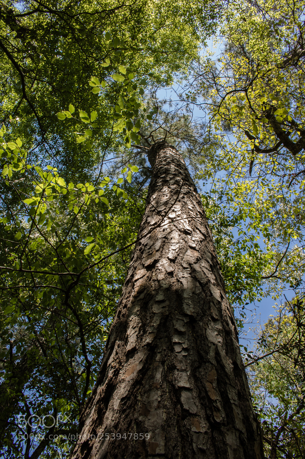 Canon EOS 750D (EOS Rebel T6i / EOS Kiss X8i) sample photo. Towering pines photography