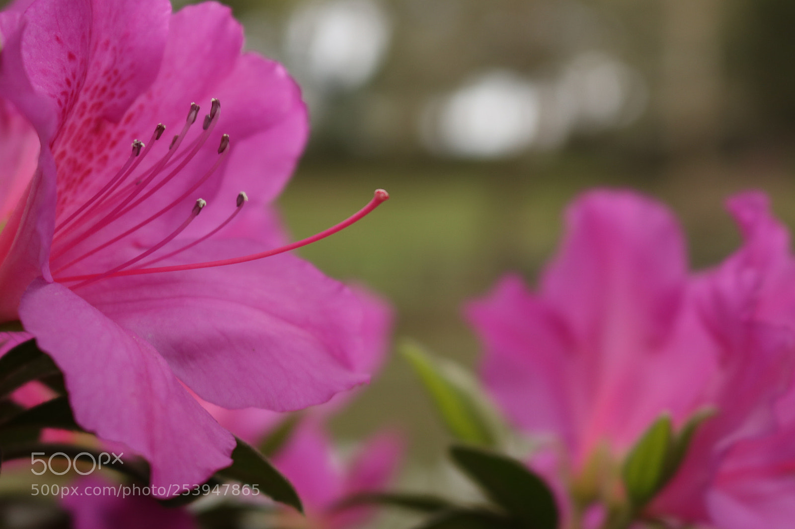 Canon EOS 750D (EOS Rebel T6i / EOS Kiss X8i) sample photo. Pink azalea photography
